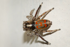 Maratus literatus