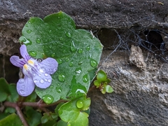 Cymbalaria muralis