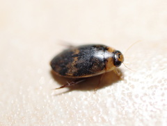 Rhantaticus congestus