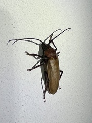 Agrianome spinicollis