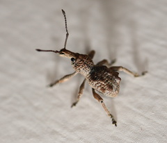Leptopius tetraphysodes