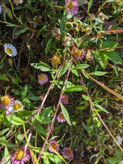 Erigeron karvinskianus image