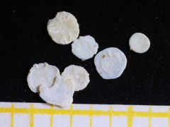 Sorites