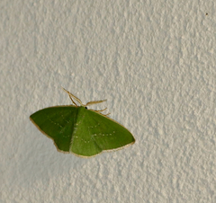 Omphacodes punctilineata