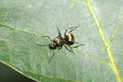 Polyrhachis illaudata