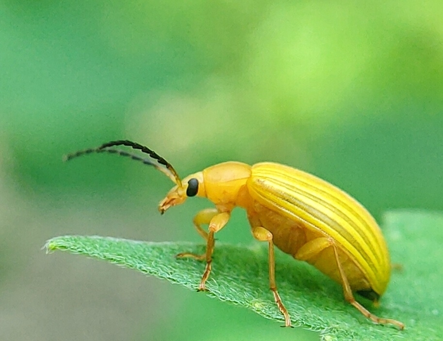 Cistelomorpha subcostulata