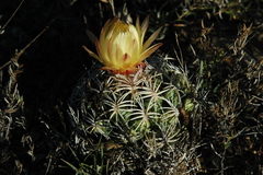 Coryphantha retusa