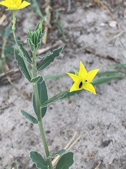 Talinum arnotii