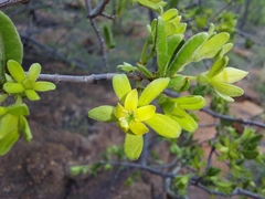 Vangueria triflora