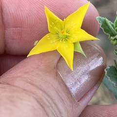 Talinum arnotii