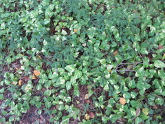 Epipremnum aureum