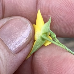 Talinum arnotii