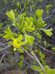 Vangueria triflora