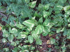 Epipremnum aureum