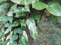 Epipremnum aureum