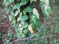 Epipremnum aureum