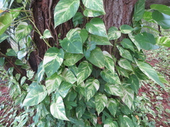 Epipremnum aureum