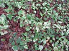 Epipremnum aureum