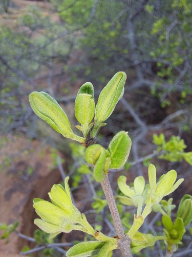 Image of Vangueria triflora by (c) Manuel R Popp, some rights reserved (CC BY)