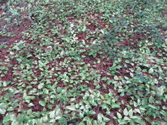 Epipremnum aureum