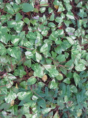 Epipremnum aureum