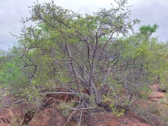 Vangueria triflora