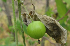 Zehneria japonica
