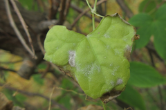 Zehneria japonica