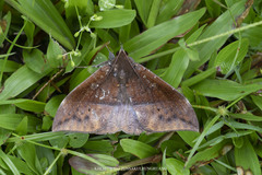 Ischyja manlia