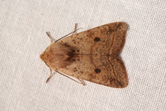 Agrochola blidaensis