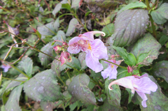 Impatiens textorii
