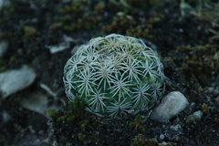 Coryphantha retusa