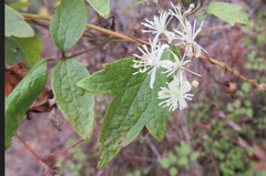 Clematis apiifolia