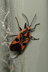 Spilostethus pacificus