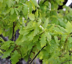 Quercus macranthera
