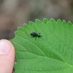 Rhynolaccus formicarius