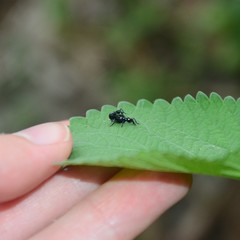 Rhynolaccus formicarius