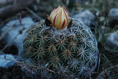 Coryphantha retusa