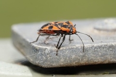 Spilostethus pacificus