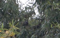 Spodiopsar cineraceus