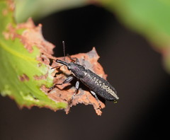 Rhinotia sparsa