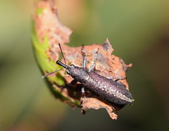 Rhinotia sparsa