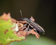 Rhinotia sparsa