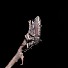 Rhinotia sparsa