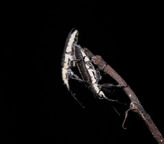 Rhinotia sparsa