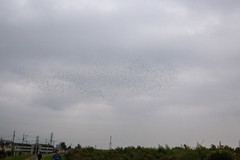 Spodiopsar cineraceus