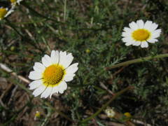 Cladanthus mixtus