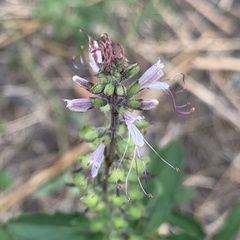 Syncolostemon bracteosus