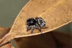 Maratus lobatus
