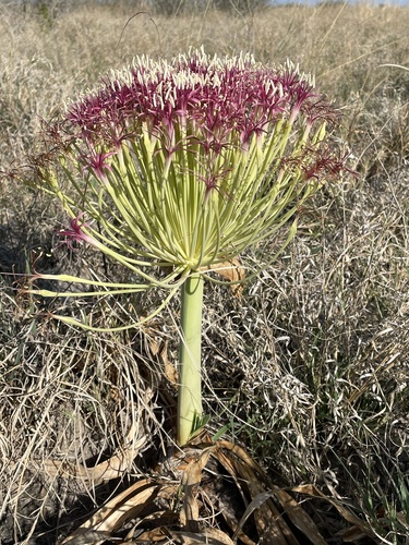 Boophone disticha